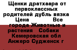 Щенки дратхаара от первоклассных  родителей(дубль вязка) › Цена ­ 22 000 - Все города Животные и растения » Собаки   . Кемеровская обл.,Анжеро-Судженск г.